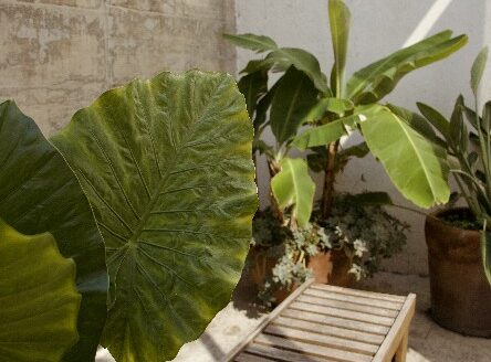 casa de Lujo en Atlixco moderna con Alberca y Jardines – El Encanto
